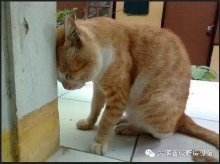 不再擔(dān)心面皮機質(zhì)量差